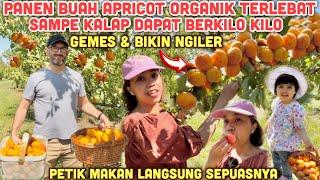 PANEN BUAH APRICOT ORGANIK SUPER LEBAT MANIS SAMPE KALAP PETIK BERKILOKILO REJEKI DAPAT BONUS GRATIS