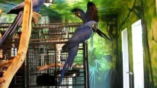 Hyacinth Macaw  X  3  =  VERY LOUD