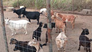 Make Millions in goats farming in Ghana  Africa (episode 4)