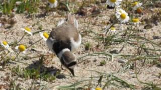 Charadrius dubius Κουβέντα μ' ένα πουλάκι    Θεόδωρος Φωτιάδης