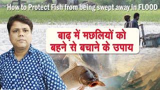 बाढ़ में मछलियों को बहने से बचाने के उपाय - How to Protect Fish from being swept away in FLOOD