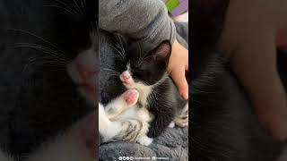 Kitten falls asleep mid-conversation, and it is ADORABLE!  #rescuekitty #kitten #catlover