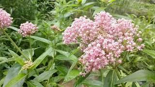 Swamp Milkweed will bring beauty, Butterflies and pollinators to your garden