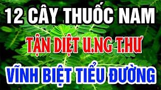 Bác Sỹ MÁch Bạn 12 Cây Thuốc Nam Trị Bệnh Tiểu Đường, Quét Sạch Mỡ Máu, Ngăn Ngừa Ung Thư Hiệu Quả