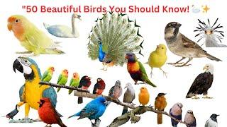 "A Colourful Journey Through the World of Birds!  " @SmartKids-u9i