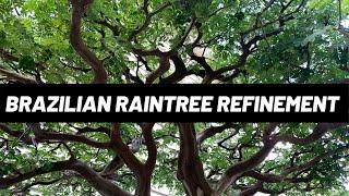 Brazilian Raintree Bonsai - Refinement Work (The Bonsai Supply)