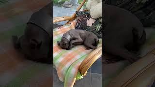 Our quiet rural life. /Наша тихая сельская жизнь. 私たちの静かな田舎の生活