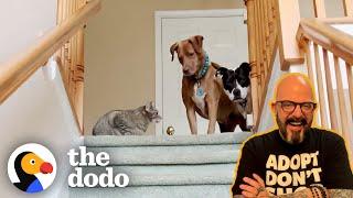 Cat Expert Jackson Galaxy Explains WEIRD Cat Behaviors! | The Dodo