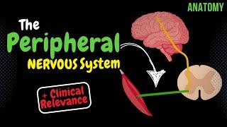 What is the PNS? (Classification, Spinal Nerve) + Clinical Relevance