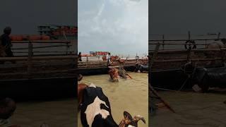 Daze cow #shorts