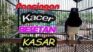 PANCINGAN KACER BESETAN KASAR