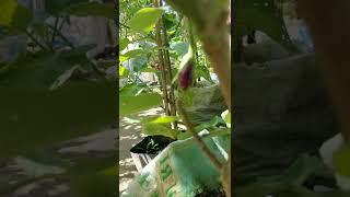 Eggplant at fruiting stage - Small eggplant #shorts