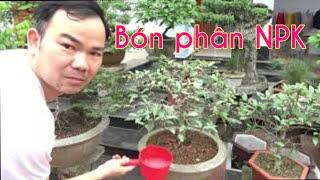 Bón phân NPK cho cây cảnh - Fertilize bonsai with NPK