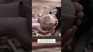 Vulnerable Baby Armadillo Born in Captivity #shorts