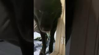 Вымыть волкособа-полделаостальные полдела-вытереть 