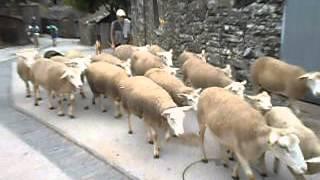 Cows and sheep in a rural village