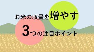 お米の収量を増やすポイント