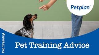 Tips for Puppy Training  - Petplan