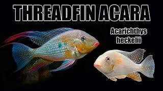 Threadfin Acara (Acarichthys heckelii) | Care Guide & Species Profile