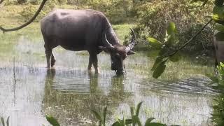 waterbuffalo eating with family.