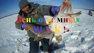 Fishing  from Yakutia. Day big fish!!!
