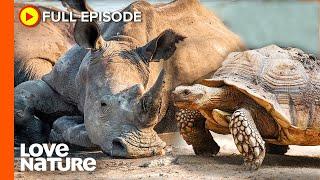 Top 10 Coolest and Weirdest Animal Partnerships | Wildlife Icons Ep205