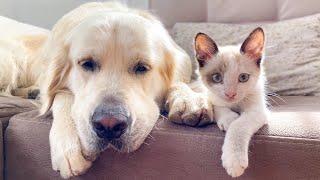 How a Golden Retriever and a Kitten Became Best Friends Compilation