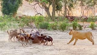 Lions Steal Buffalo from Wild Dogs After Intense Chase