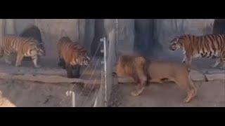 Lion Growls at Siberian Tigers