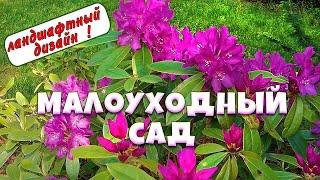 Малоуходный сад, цветущие рододендроны и советы ландшафтного дизайнера  8 соток