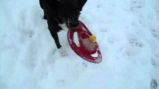 Product Review Angry Birds Dog Toys .wmv