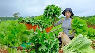 FULL 60 DAYS: Green Vegetable Garden - Making Dishes From Ripe Papayas | Thu's Country Life