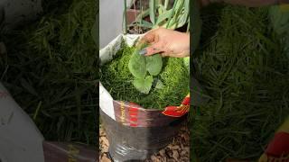 Посадка огурцов в мешки. Как посадить огурцы
