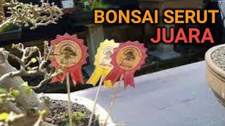 SERUT JUARAInilah Bonsai Serut Terbaik di Wonosobo | Streblus Asper Bonsai