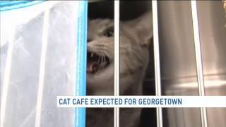 Cat cafe pounces forward in D.C.