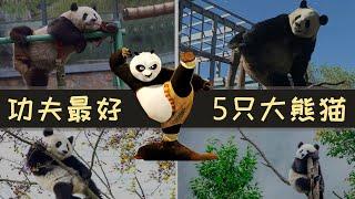 【熊猫】功夫最好的 Top 5 大熊猫，你最喜欢哪一只？Kong Fu Panda||皮皮虾说