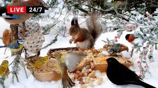 24/7 CAT TV NO ADS  Little Birds and Red Squirrels on a Sunny Winter Day (4K)