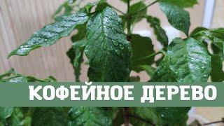 Кофейное дерево на подоконнике, уход