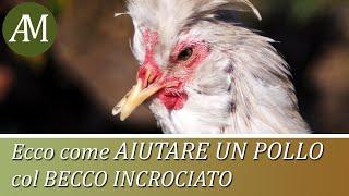 Come aiutare un pollo col becco incrociato - Avicoltura e Pollaio