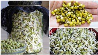 How To Sprout Moong Beans At Home | How To Grow Sprouts at Home #greenmoong #sprouts @bongeatz95