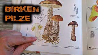 Identify birch mushrooms and pigeons with the mushroom book