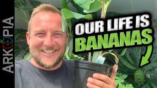 So Many Bananas in Saskatchewan, Canada.  Greenhouse banana plantation update.