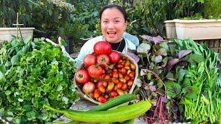 Thu hoạch cà chua, mướp, rau muống, mau đền, rau đay , rau càng cua & lá chuối