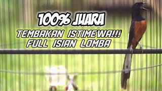 TEMBAKAN GANAS MURAI BATU ISIAN LOMBA INI 100% AMPUH BANGKITKAN EMOSI TARUNG