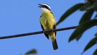 Great Kiskadee Calling and Feeding