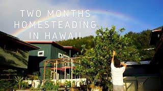 Two Months of Homesteading in Hawaii on 1/4 Acre