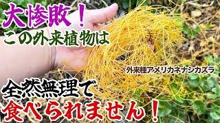 大惨敗！この外来植物は全然無理で食べられません！