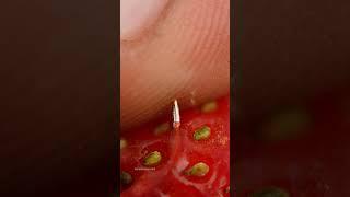 Strawberry Piercing Macro ASMR | Oddly Satisfying Closeup