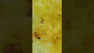 МИР ГЛАЗАМИ МИКРОСКОПА