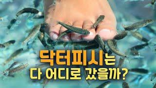 Where have all the so many doctor fish gone?